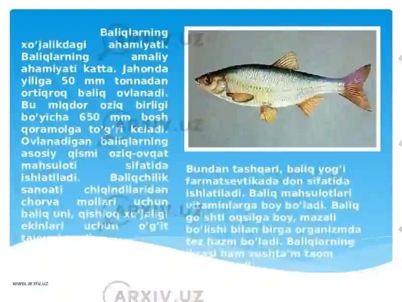 Baliqlar sinfi Tashqituzilishi 3