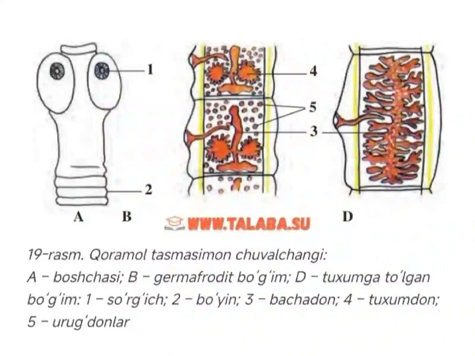 QORAMOL TASMASIMON CHUVALCHANGI 3