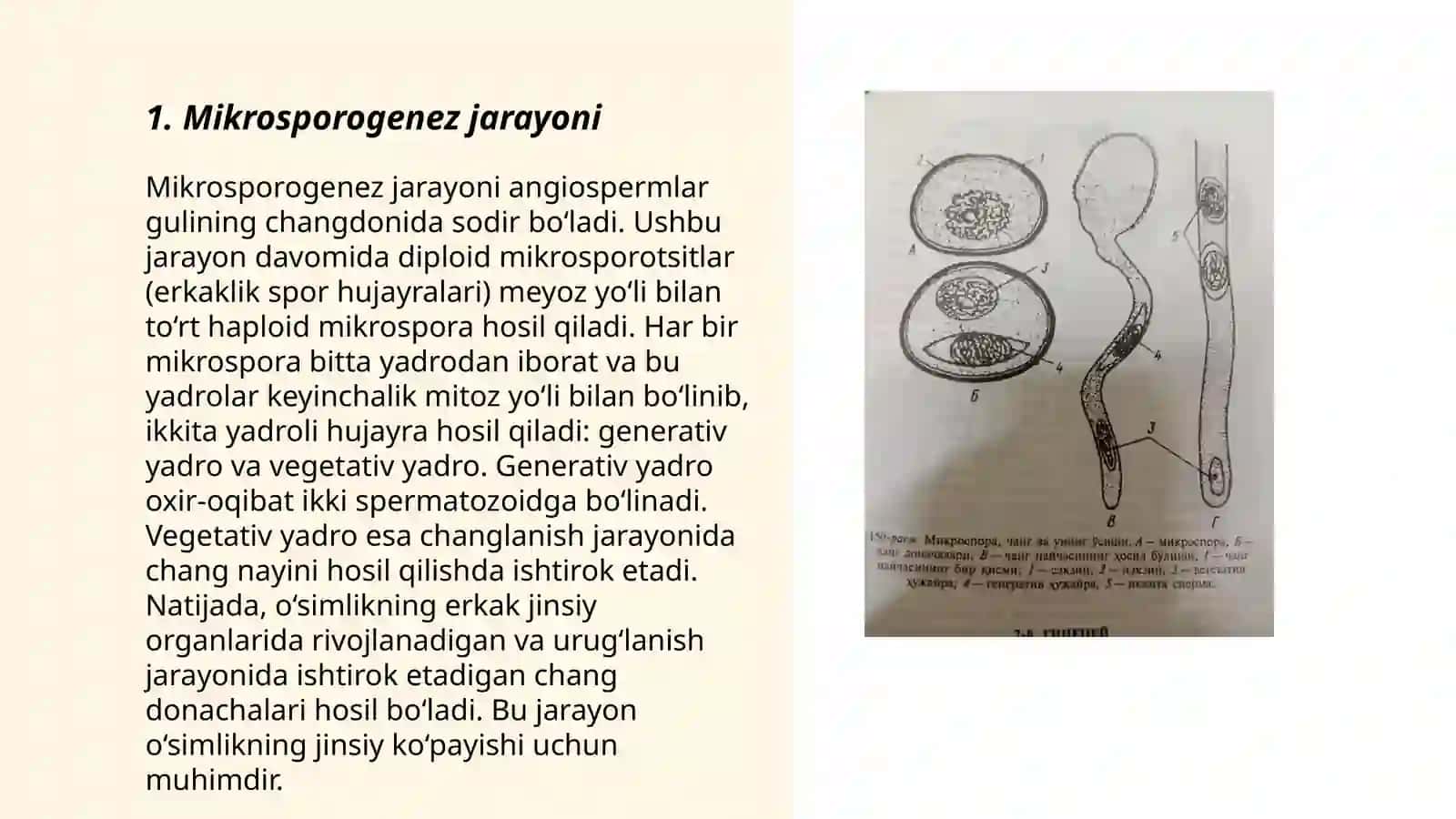 Mikrosporogenez 3