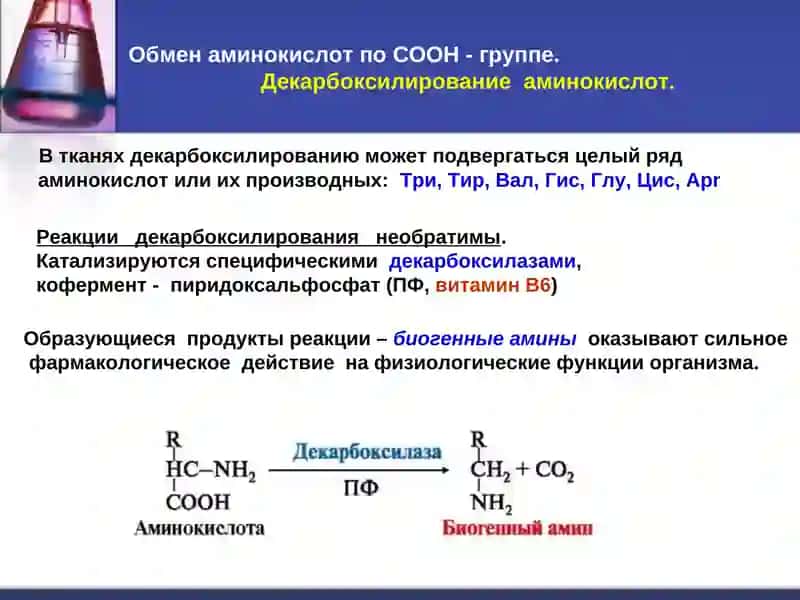 Обмен аминокислот 3