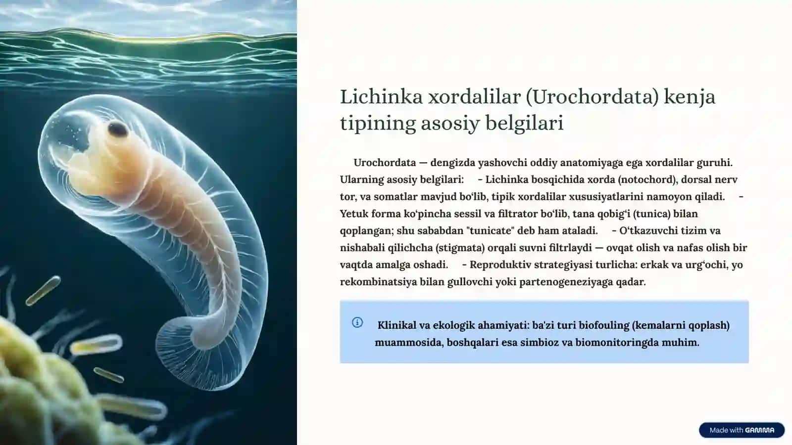 Lichinka xordalilar (Urochordata) 3