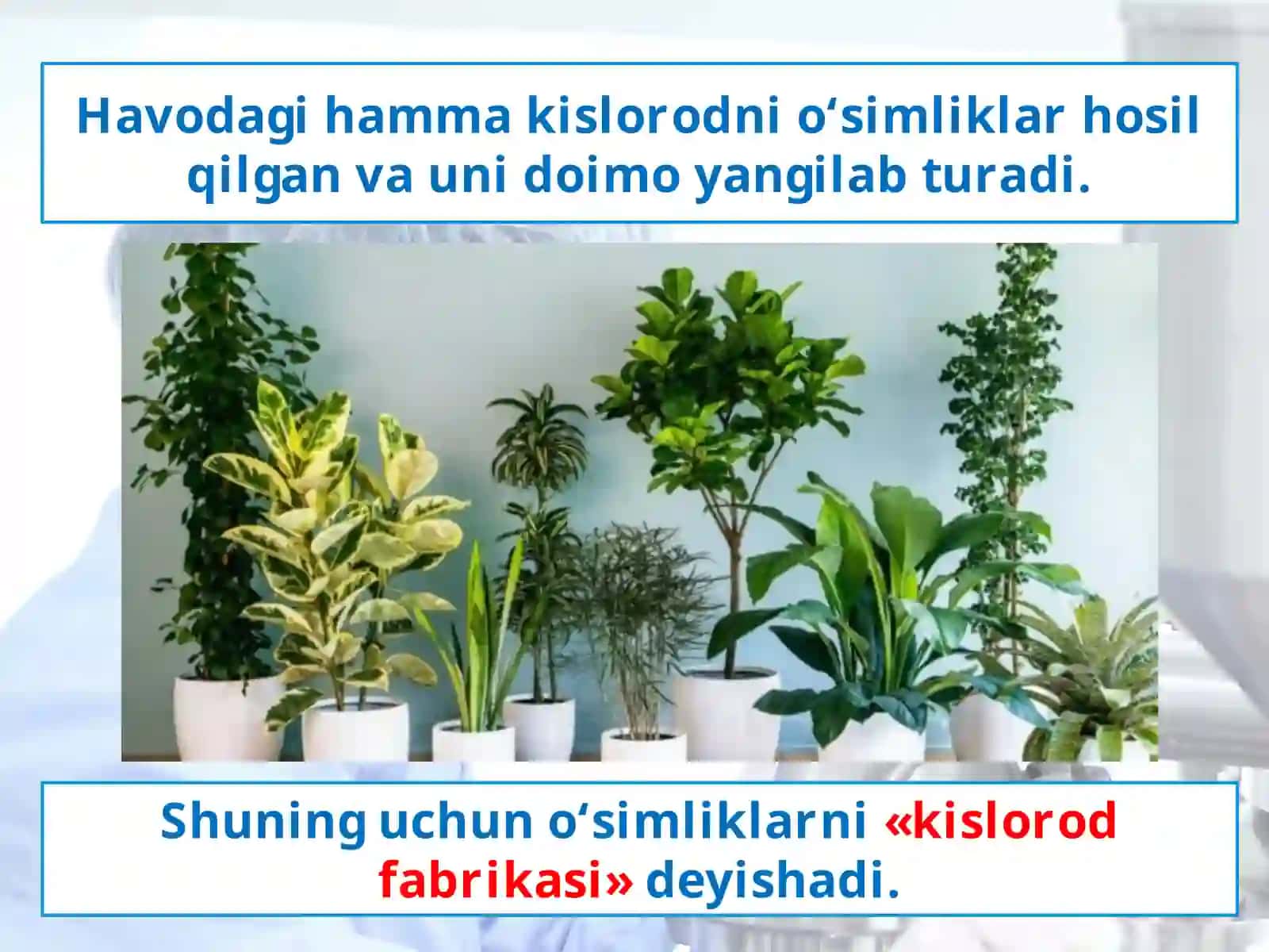 Organizmlarning yer qobiqlariga ta’siri 3