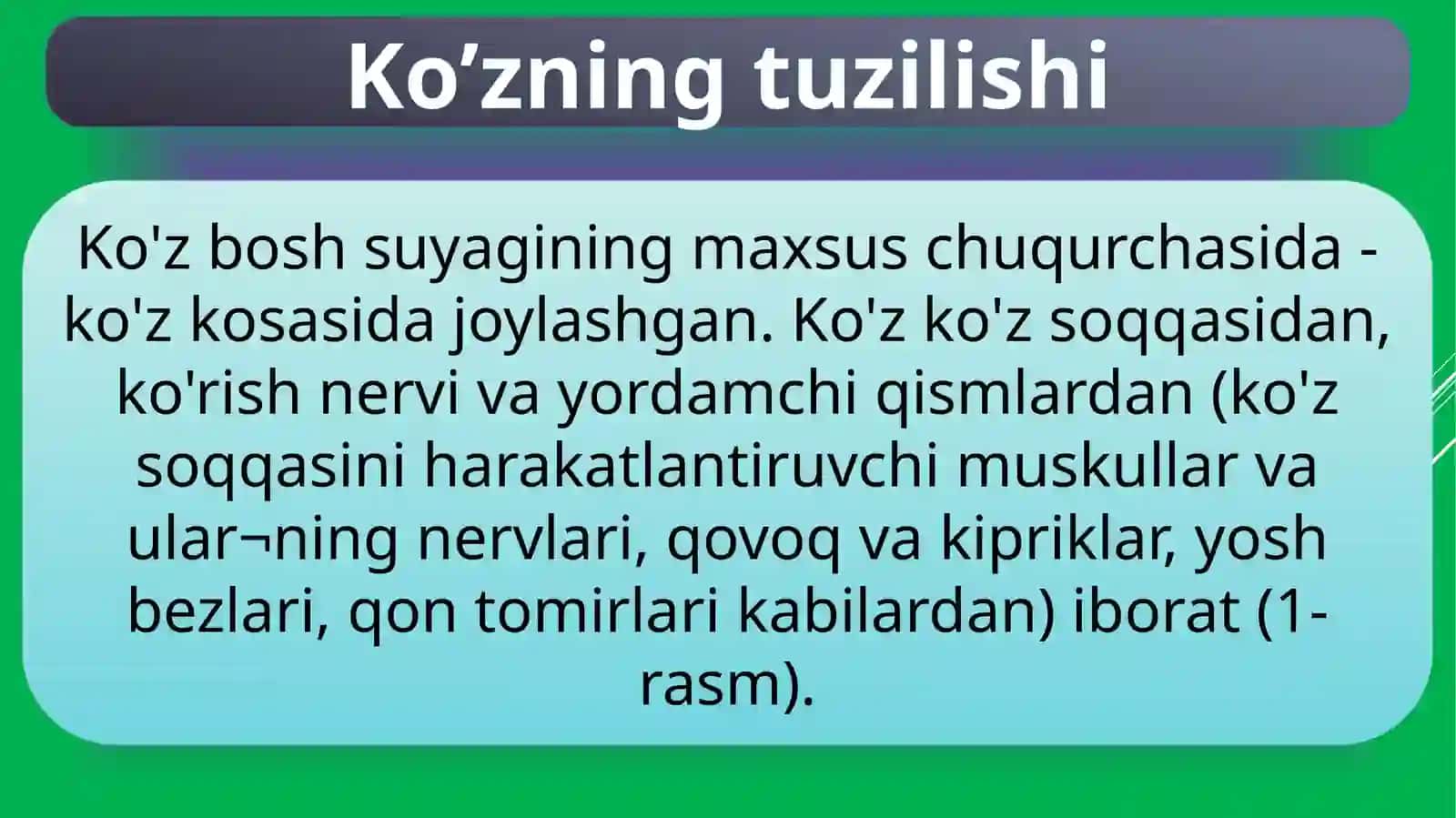 KO`ZNING TUZILISHI VA FUNKSIYALARI 3