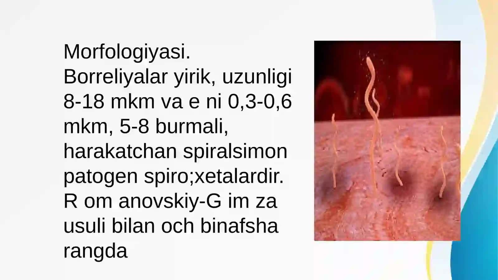 Borreliozlar morfologiyasi 3