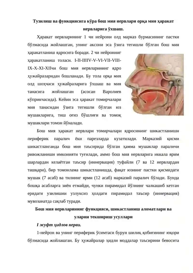 Бош мия нервлaри 3