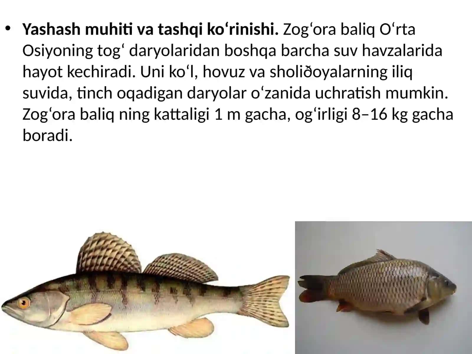 Zog‘or baliq 3