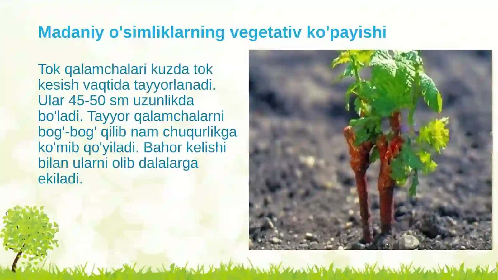 Madaniy o'simliklarning vegetativ ko'payishi 3
