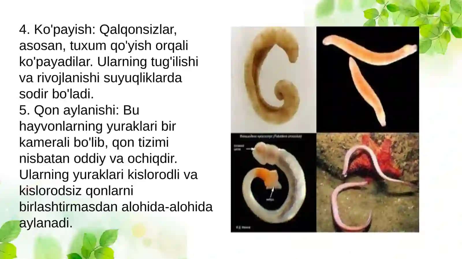 Qalqonsizlar 3