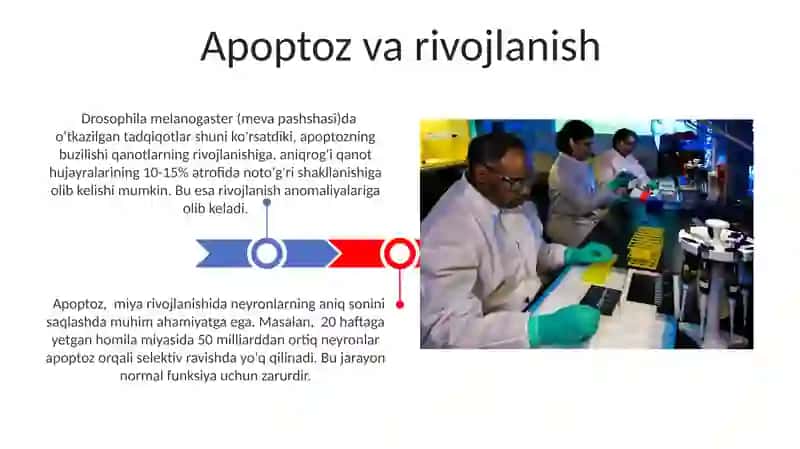 Hujayra apaptozi va uning biologik ahamiyati 3