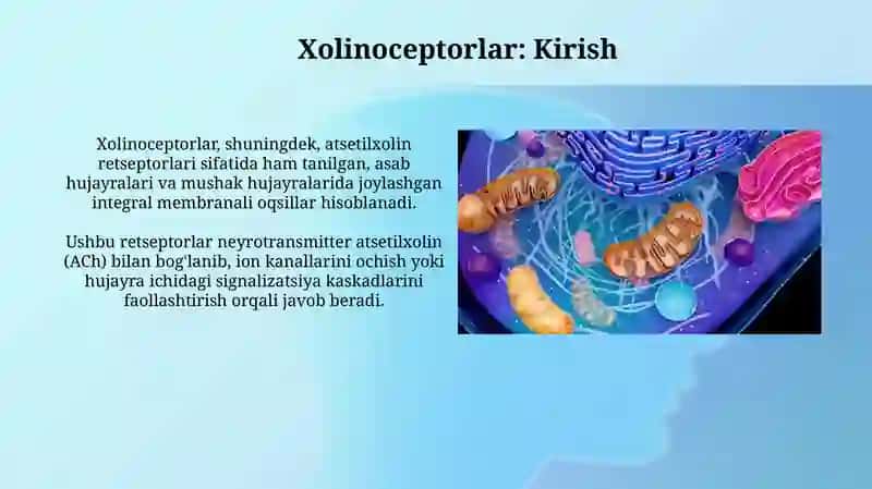 Xolinoretseptorlar 3