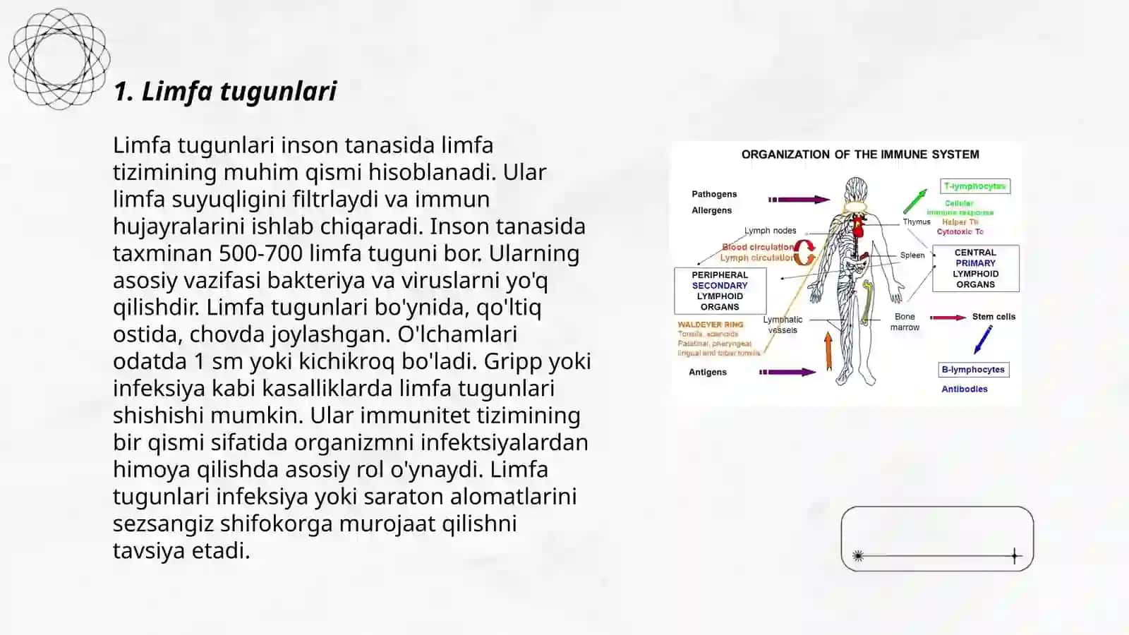 Immun tizimining periferik organlari 3