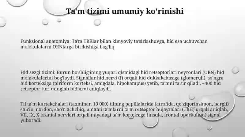 Ta'mbilish va hidbilishazorining funksional anatomiyasi 3