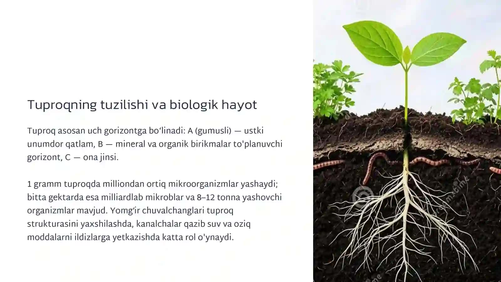 Tuproq resurslari va uning muhofazasi 3