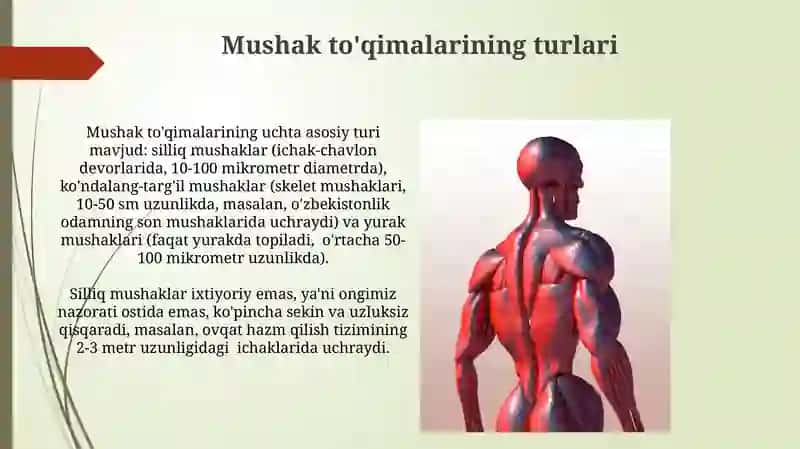 Mushak toʻqimasi 3