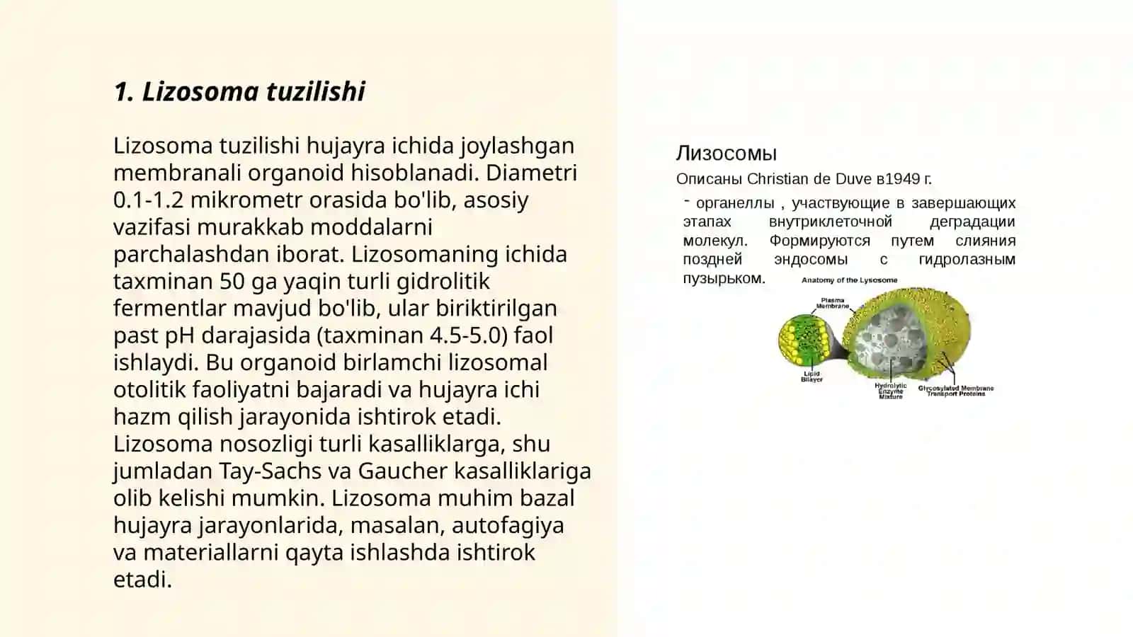 Lizosoma 3