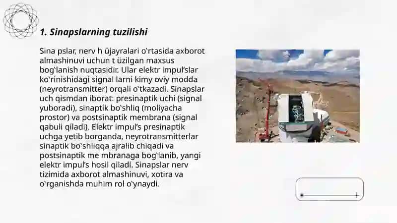 Sinapslar va sinaptik jarayonlar 3