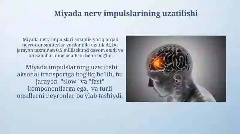 Orqa miya tuzilishi 3