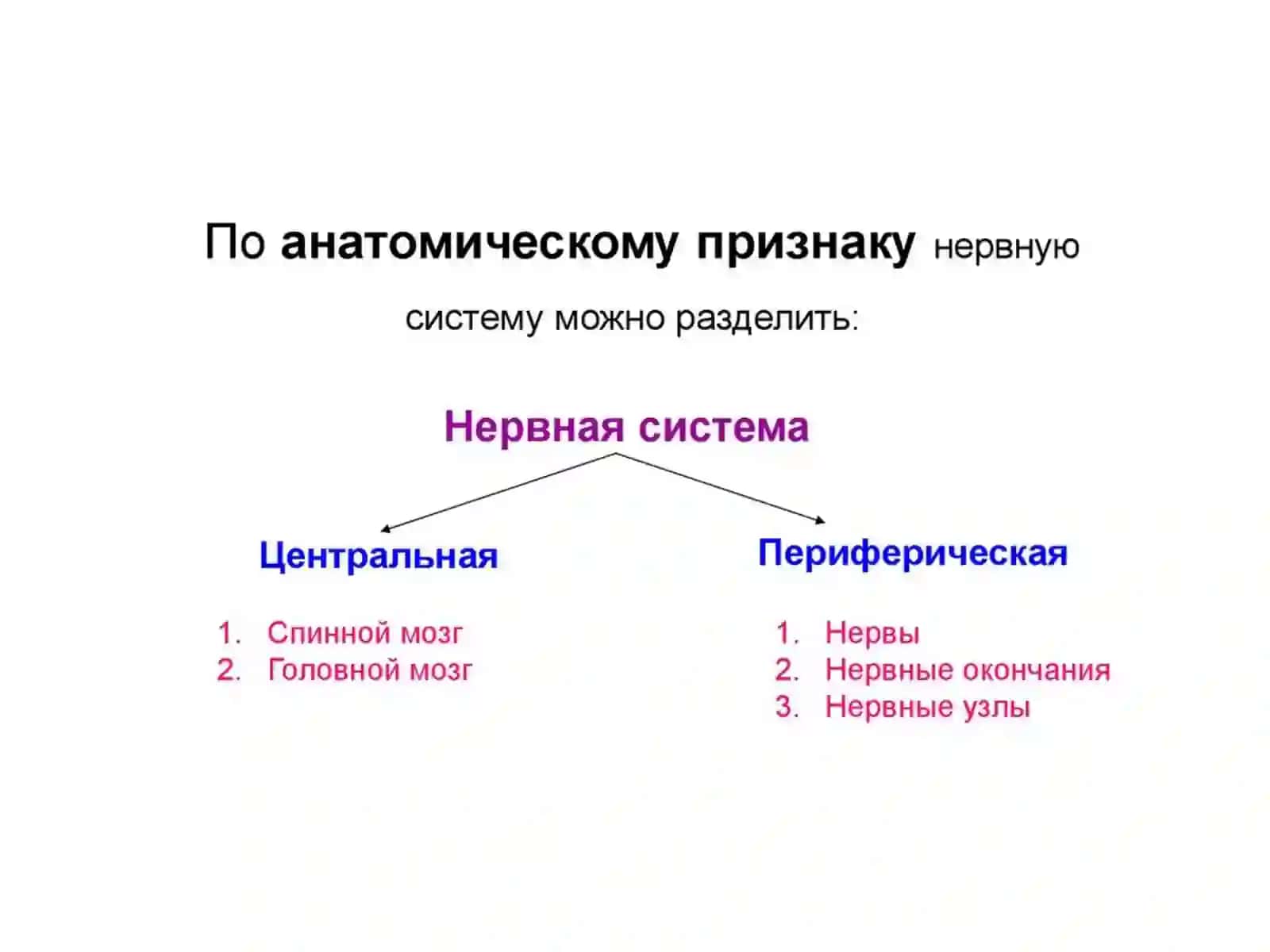 НЕРВНАЯ СИСТЕМА 3