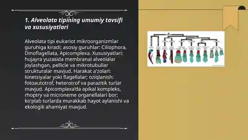 Alveolata tipi 3