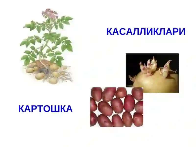 ҚИШЛОҚ ХЎЖАЛИКФИТОПАТОЛОГИЯСИ 3
