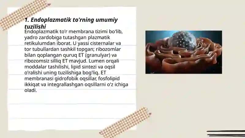 Endoplazmatik to'r 3