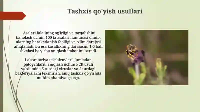Asalarilarning shol kasalligi 3