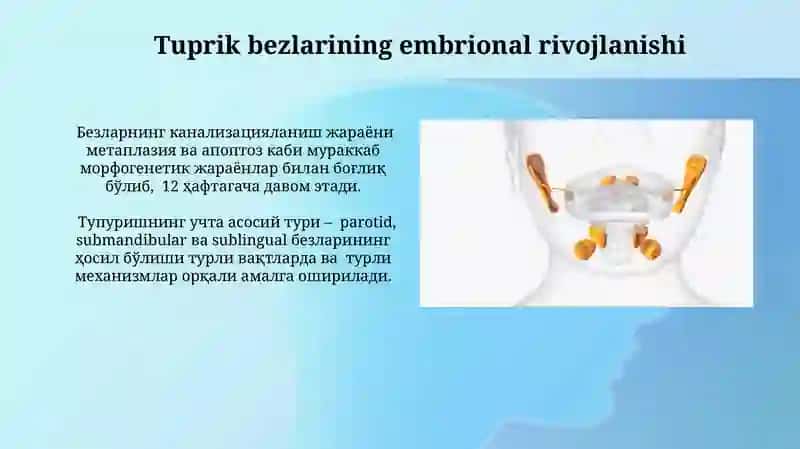 Tuprik bezlarining embrional rivojlanishi 3