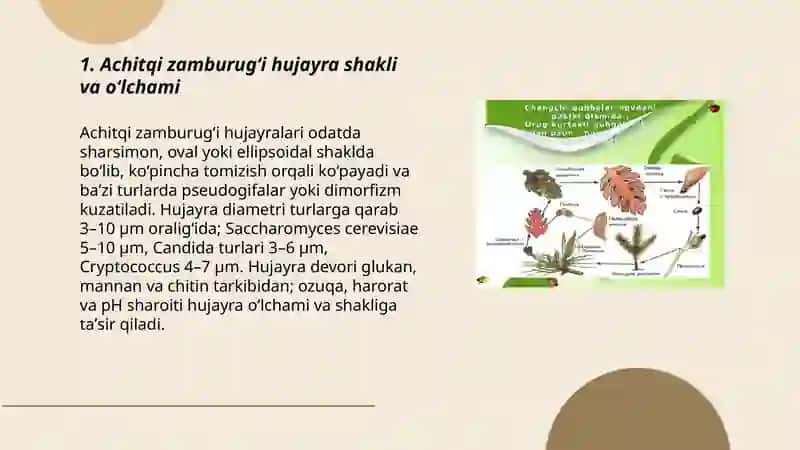 Achitqi zamburuği morfologiyasi 3