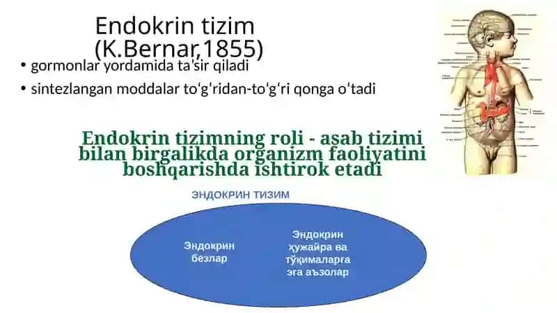Ichki sekretsiya bezlari 3