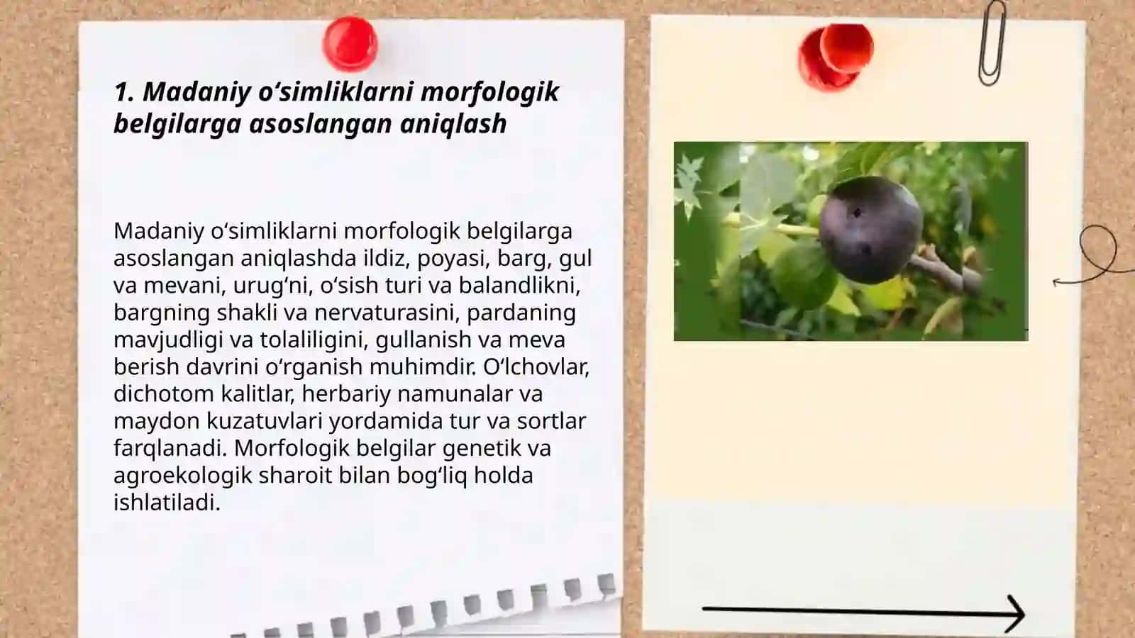 Madaniy oʻsimliklarni turlarini aniqlash 3