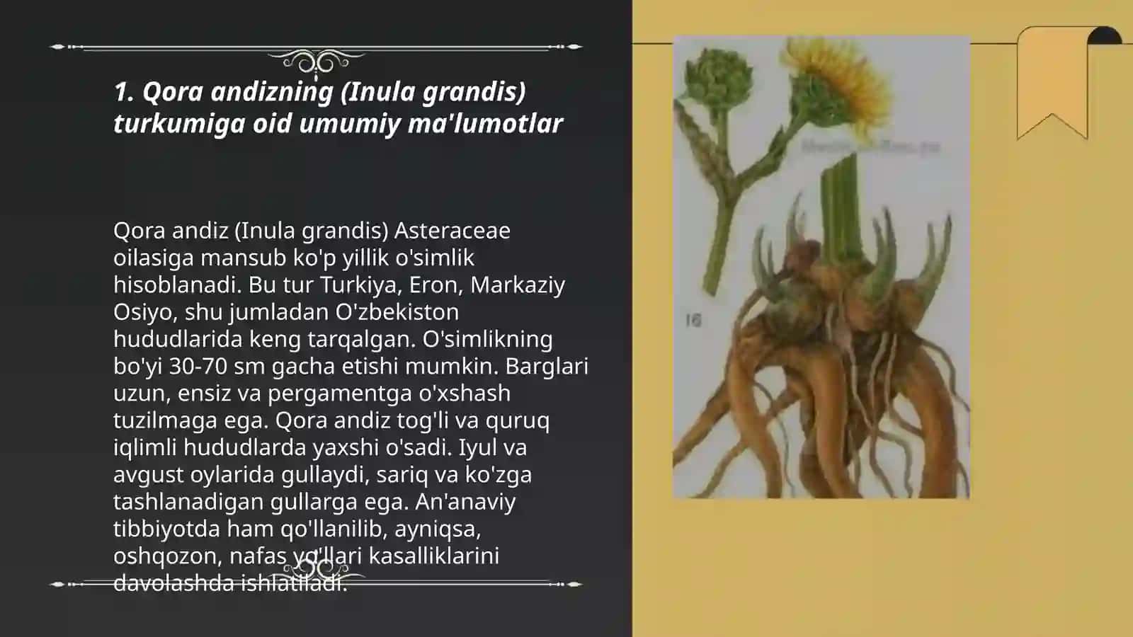 Qora andiz (Inula grandis Screnik) 3