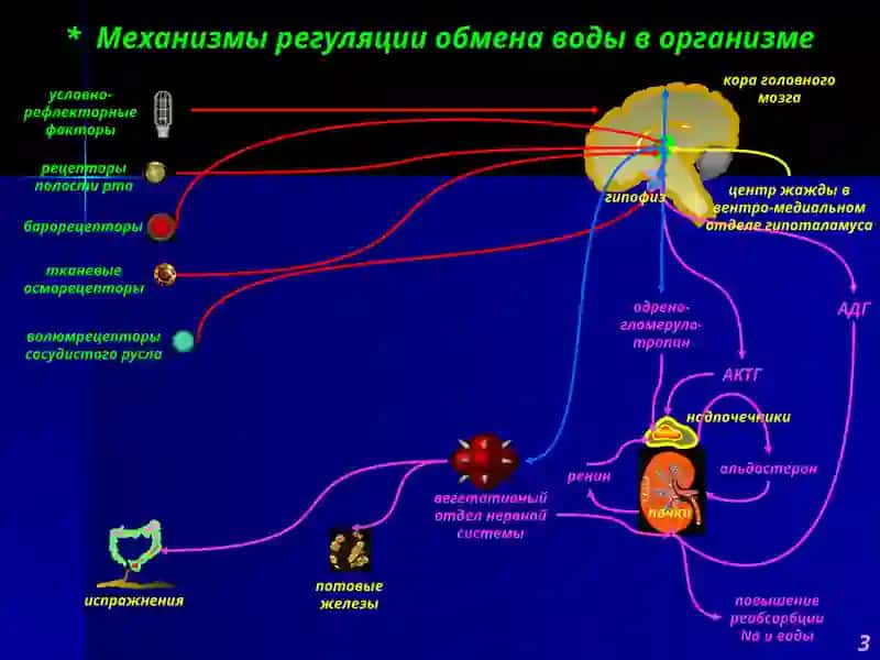 Патофизиология водно-солевого обмена 3