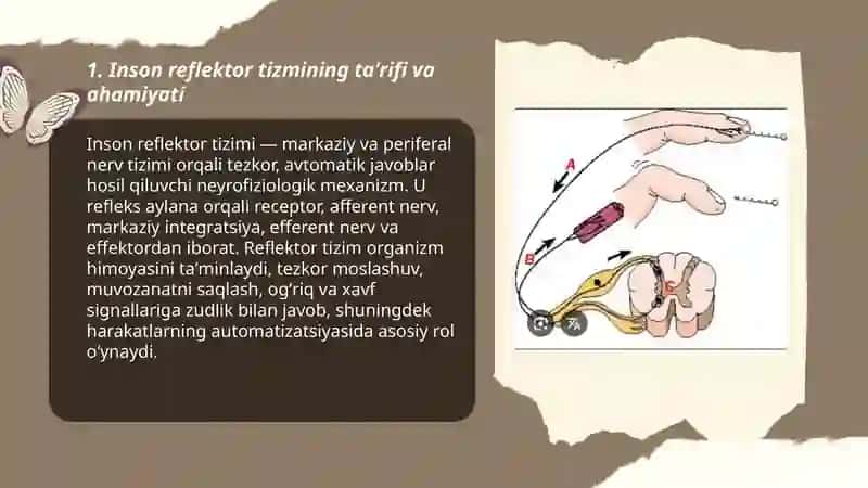 Inson reflektor tizmi 3