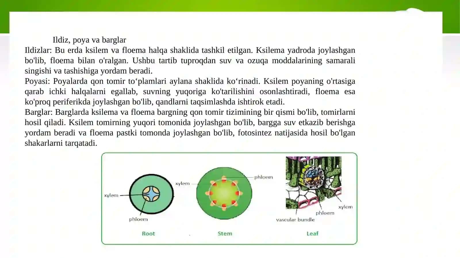 O’simliklarda suv harakatiningpastgimexanizmi 3