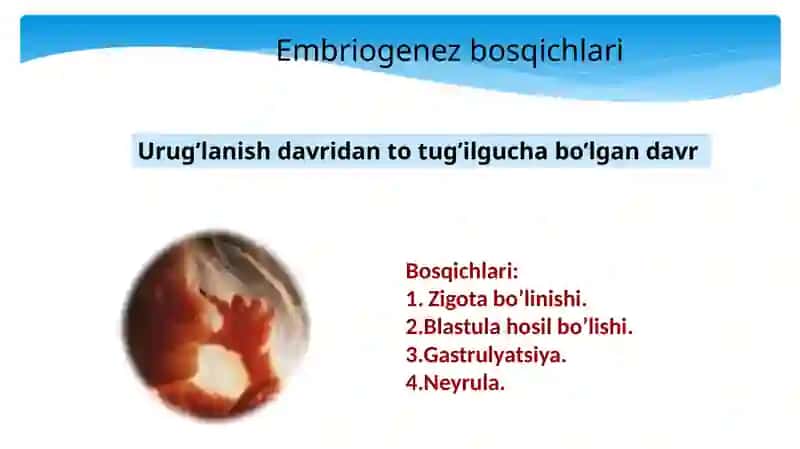 Embriogenez bosqichlari 3
