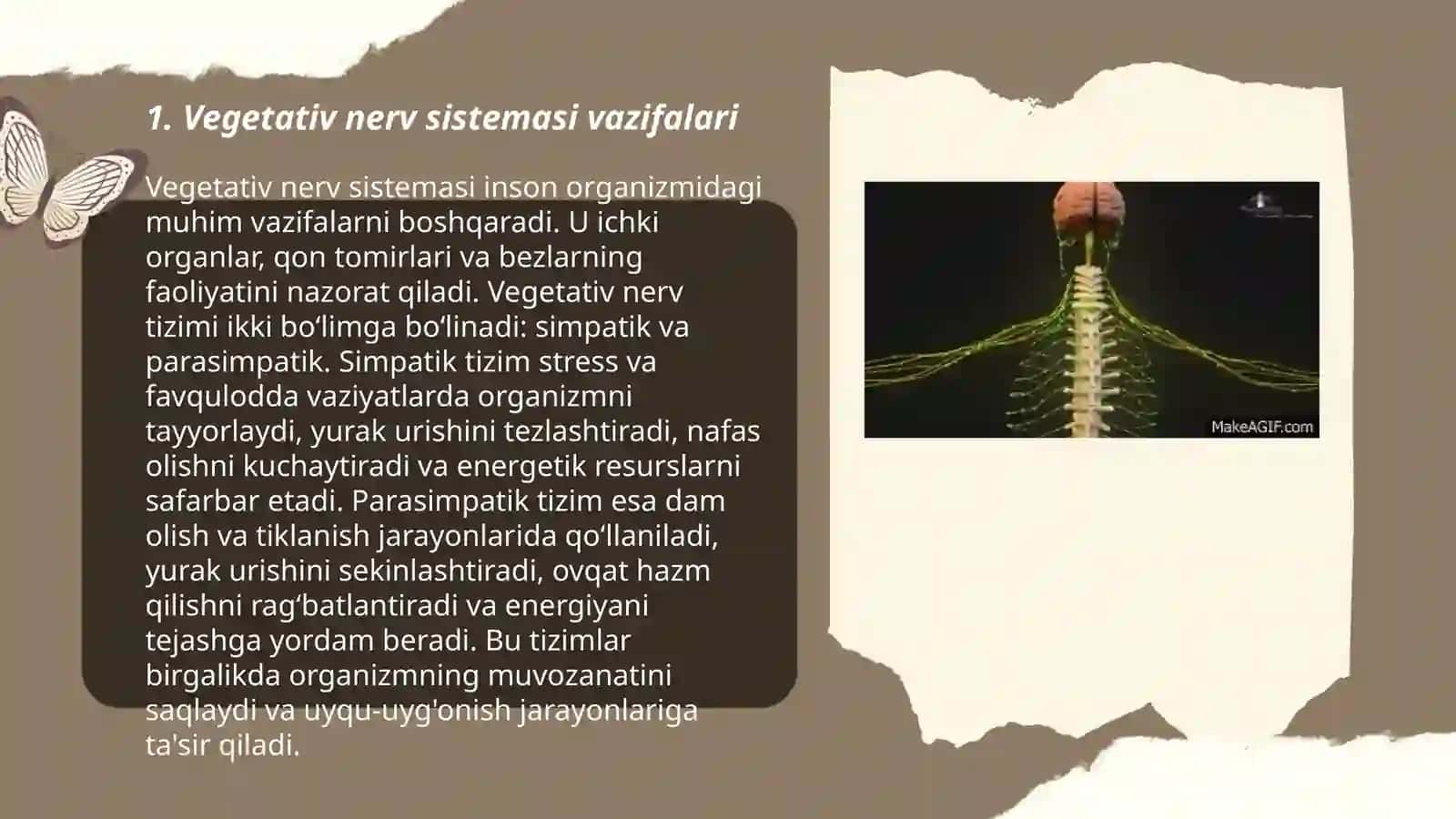 Vegetativ nerv sistemasi vazifalari 3