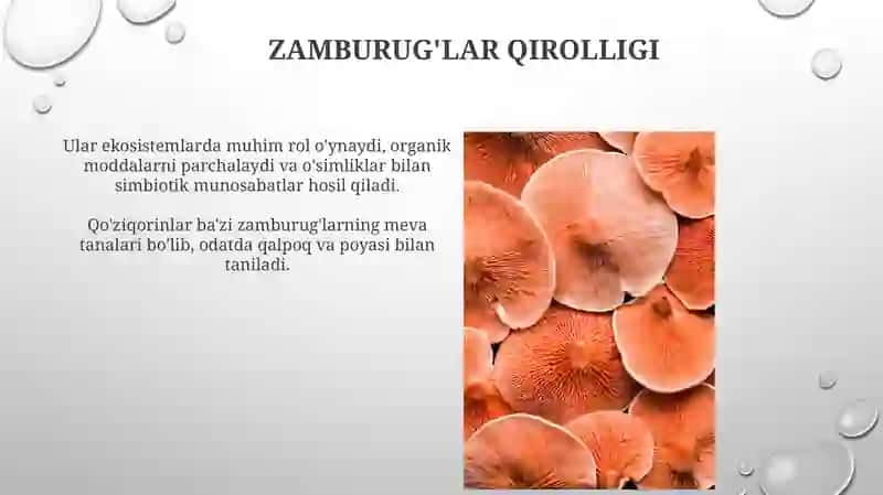 Zamburug'lar Qirolligi 3