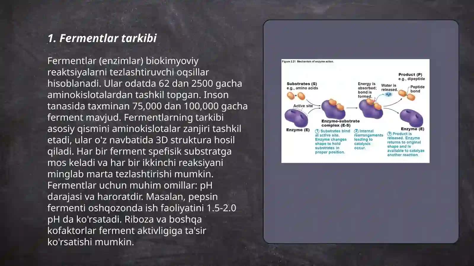 Fermentlar 3