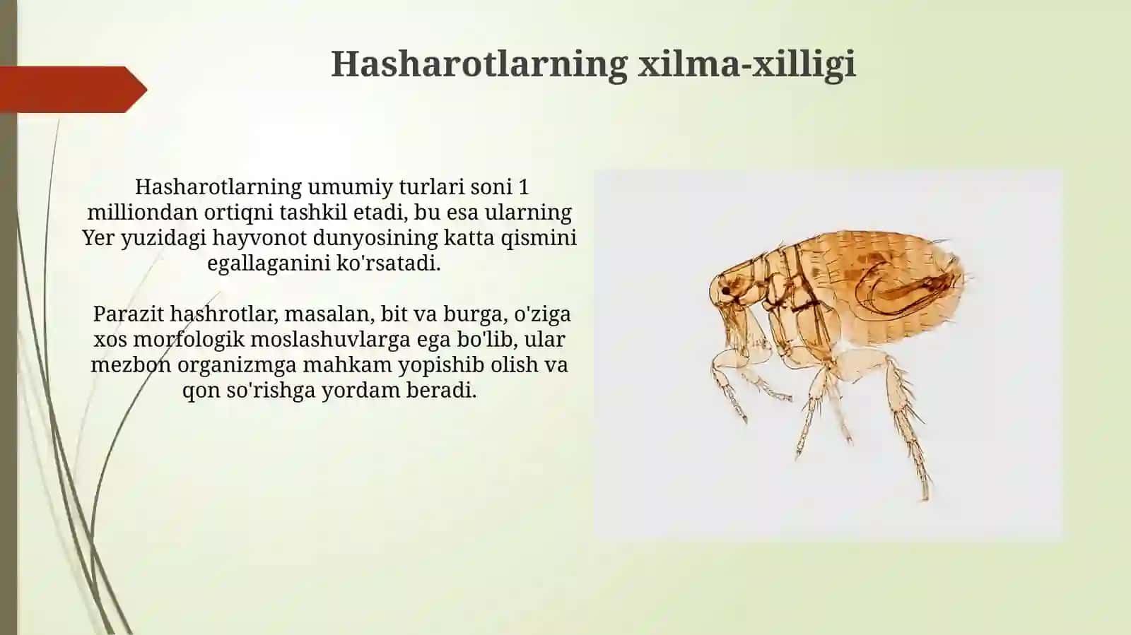Hashoratlar: insecta.bitlar.burgalar 3