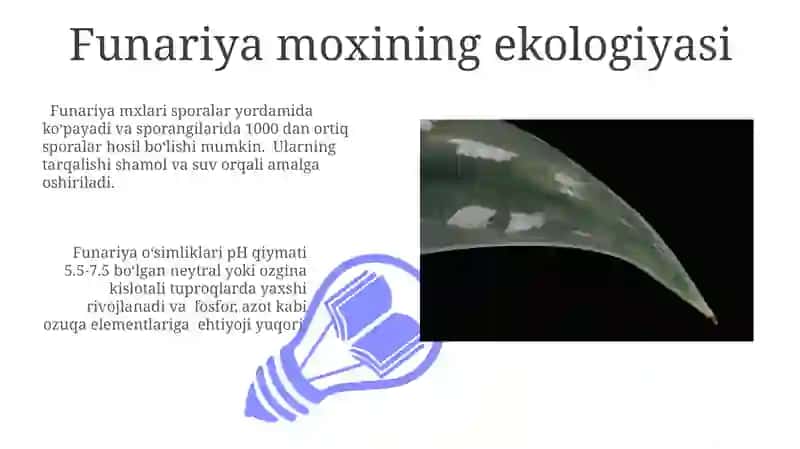 Funariya (Bryophyta) 3