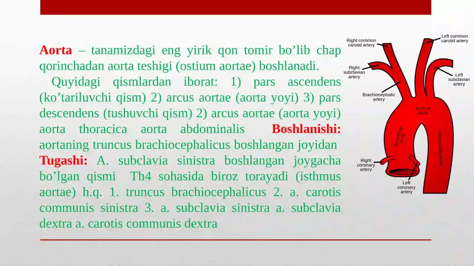 Miyaning qon bilan ta'minlanishi 3
