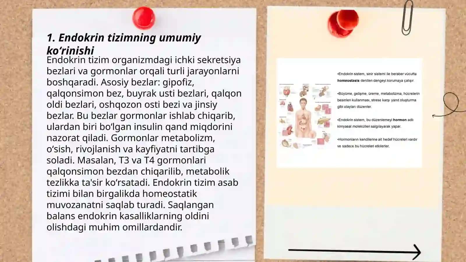 Endokrin tizimning umumiy koʻrinishi 3