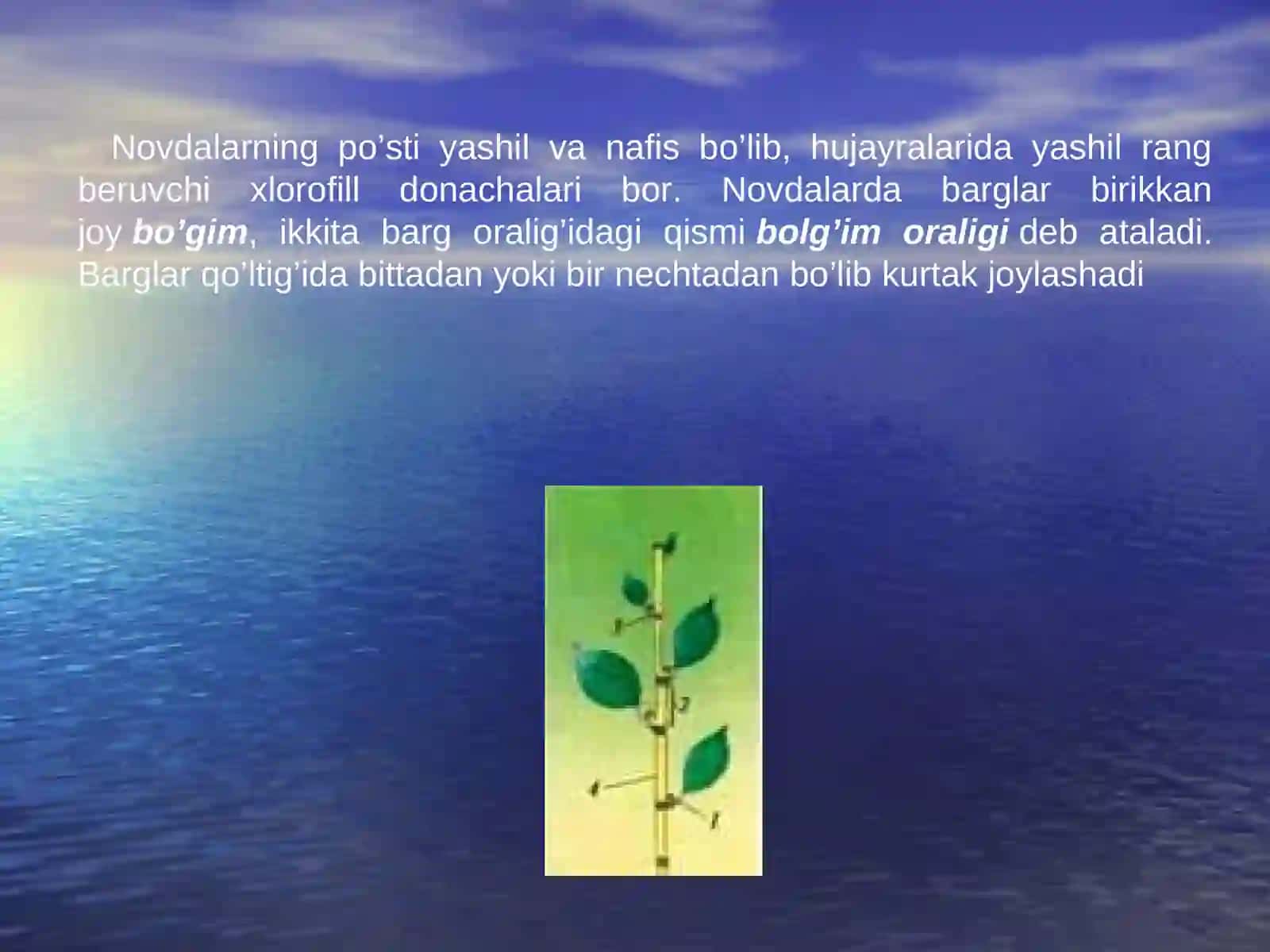Novda va Poya uning tashqi va morfologik va anatolik tuzilishi 3