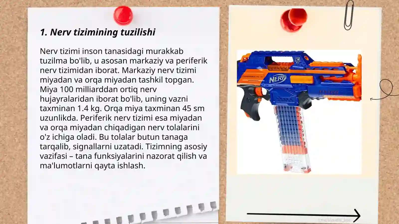 Xulq atvorning nerf fezyalogik asoslari 3