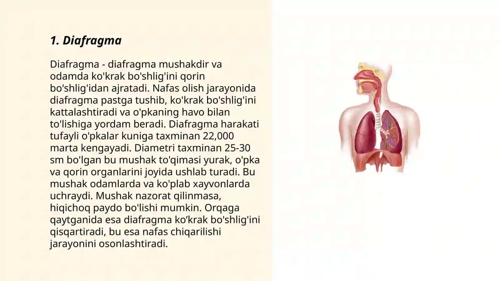 Diafragma 3