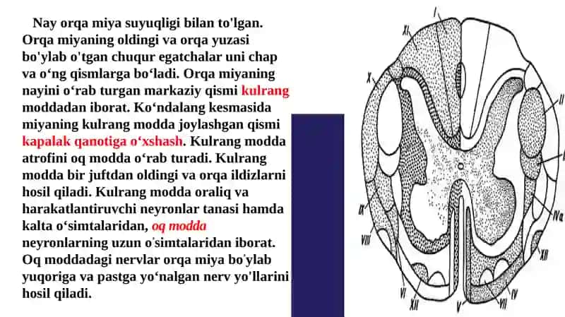 Orqamiyaning tuzilishi va funksiyasi 3