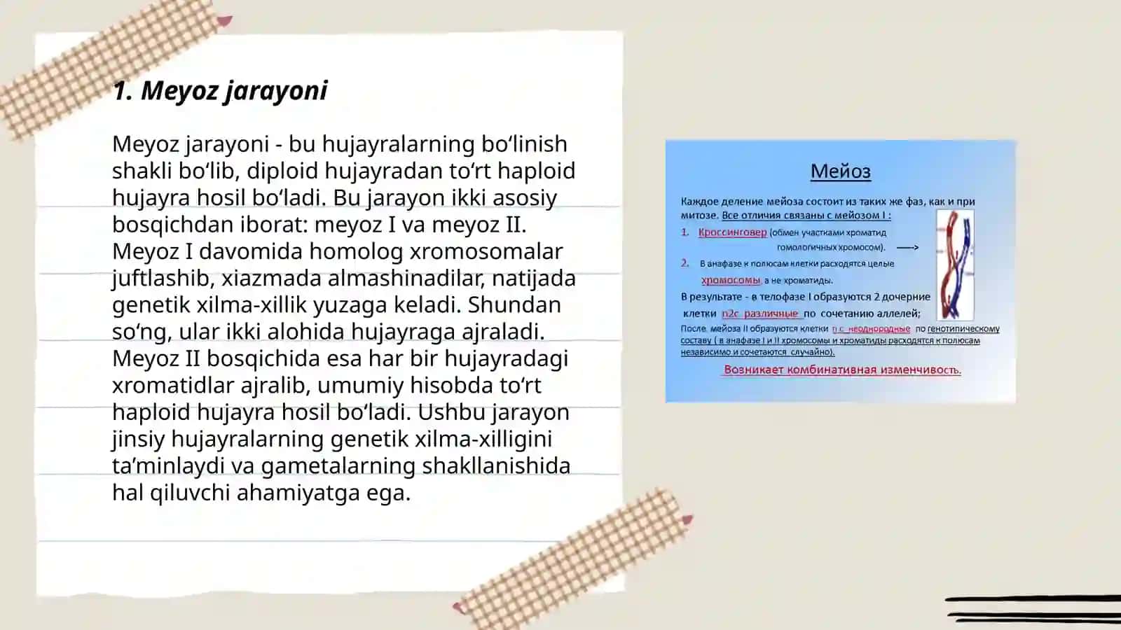 Meyoz 3