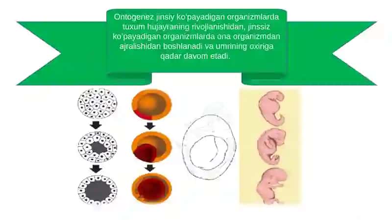 Ontogenez - tirik organizmlarning individual rivojlanishi 3