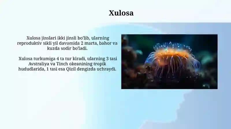 Cnidarianlar Ekologiyasi 3