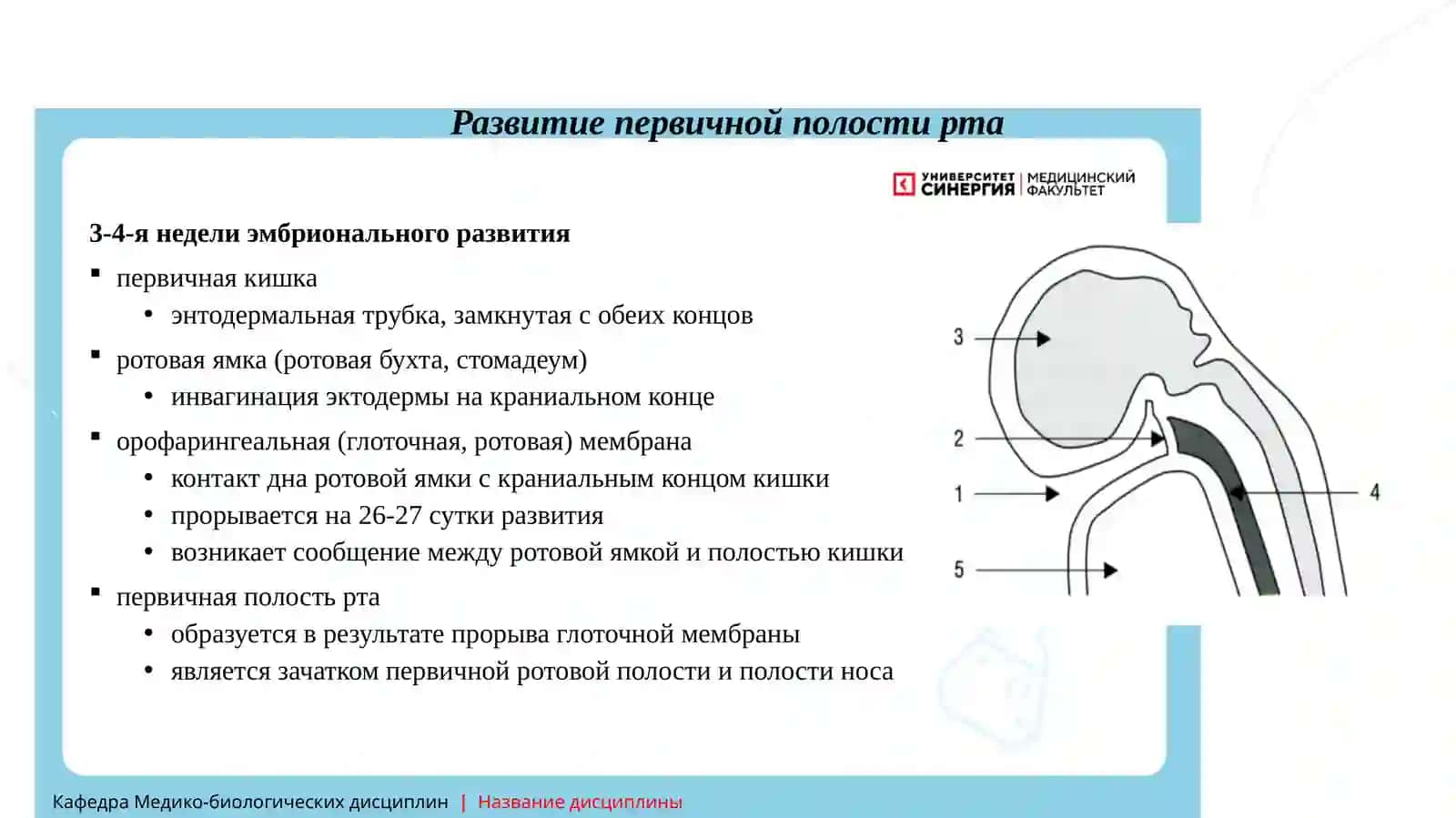 Гистология, цитология и эмбриология 3